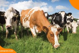 Milk and Maize Prices Forecast: Kenyans Face More Food Cost Pressure Before Possible Relief From Rains