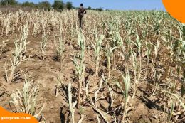 Drought Bites in Samia, Busia: Families in Namuduru, Ganga, Busembe and Nanderema Fight for Food and Water