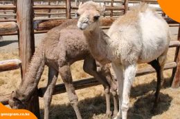 From Cows to Camels: Ruto’s New Plan to Make Kenya’s Milk Flow Again