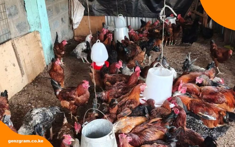 Improved Kienyeji Chicken