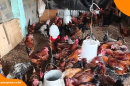 Improved Kienyeji Chicken Farming: Why It Could Be One of the Best Agribusiness Ideas in Kenya