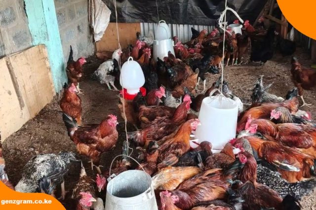 Improved Kienyeji Chicken Farming: Why It Could Be One of the Best Agribusiness Ideas in Kenya