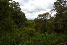 Why Kenyans Are Being Encouraged to Plant More Indigenous Trees as Environmental Concerns Grow