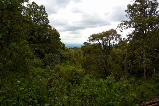 Why Kenyans Are Being Encouraged to Plant More Indigenous Trees as Environmental Concerns Grow