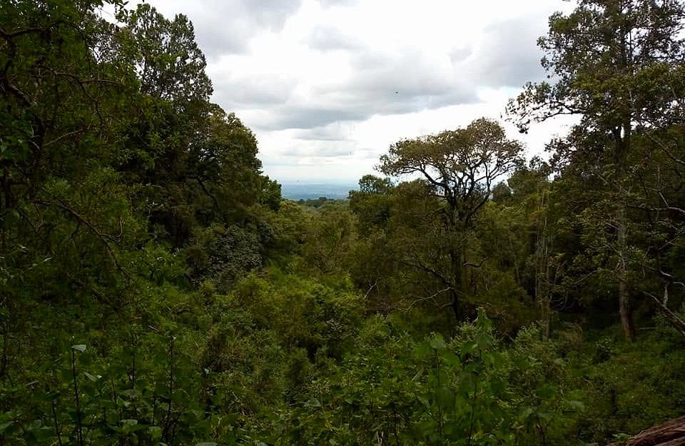 A well established indigenous forest