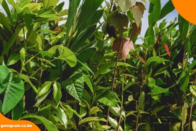 Kenya Marks Mazingira Day 2026 With Nationwide Tree-Growing Drive