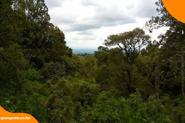 Why Kenyans Are Being Encouraged to Plant More Indigenous Trees as Environmental Concerns Grow