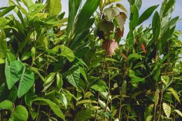 Mazingira Day 2026: Kenya Calls on Citizens to Protect the Environment as 17.24 Million Trees Targeted